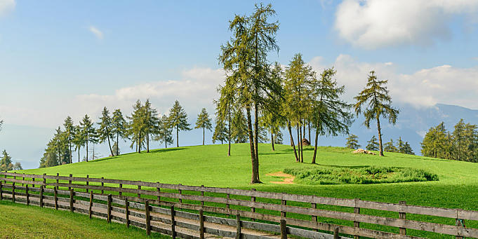 Larch meadows on Salten: Unique cultural landscape