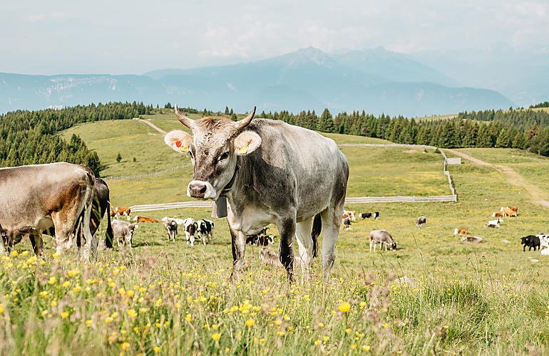 Tasty fare from South Tyrol's mountain farms