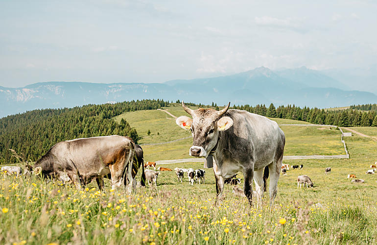 Tasty fare from South Tyrol's mountain farms